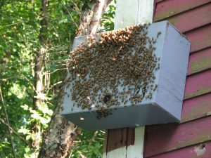 swarm trap 5